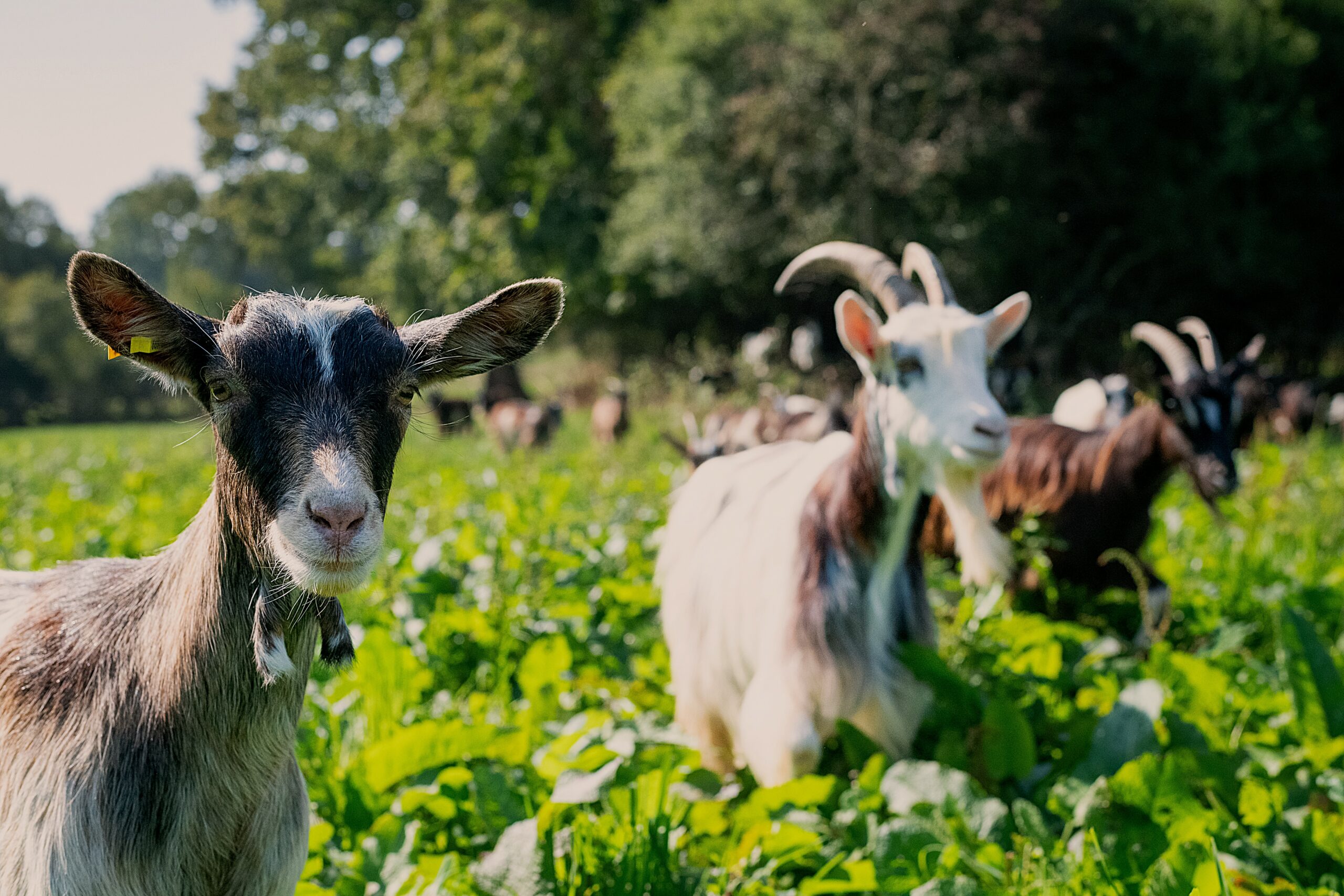 e.desmas 19.09.2024 24