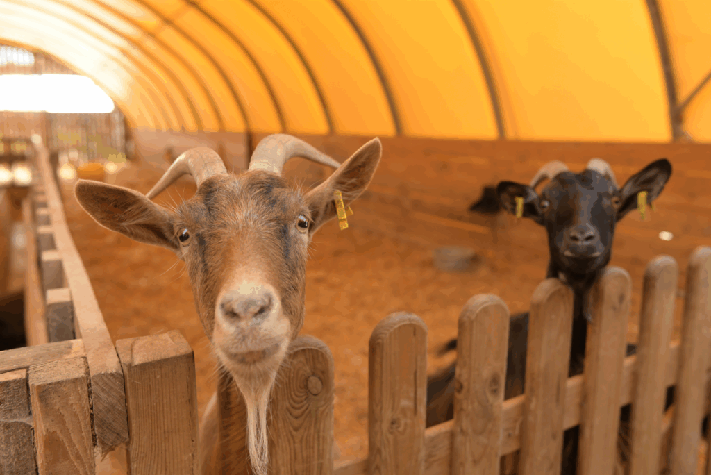 capture d'écran 2025 11 13 234450