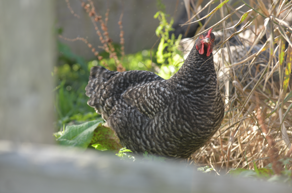 capture d'écran 2025 12 11 192513