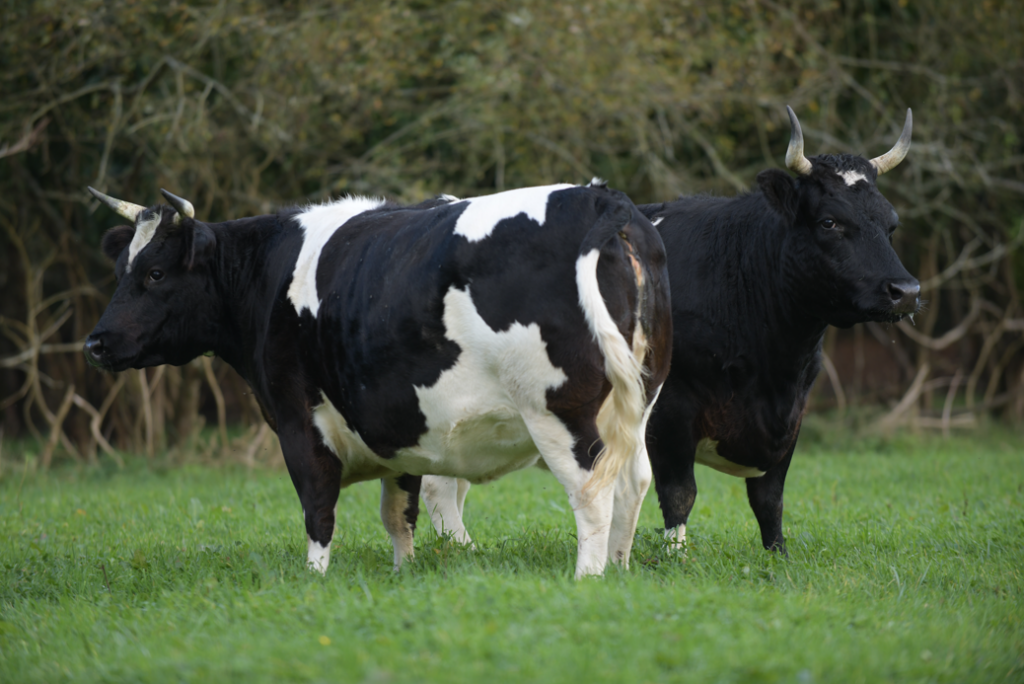 capture d'écran 2025 12 11 192631