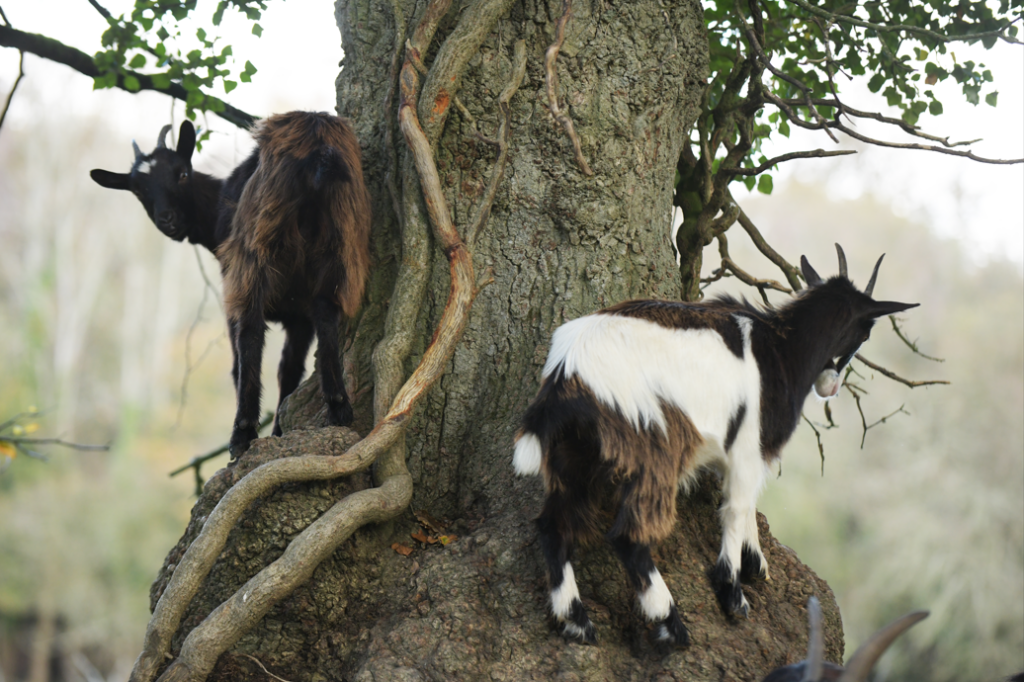capture d'écran 2025 12 11 192724